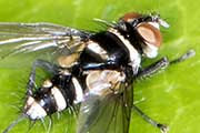 Australian Leafroller Fly (Trigonospila brevifacies)